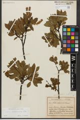 Foto von Salix waldsteiniana Willd.